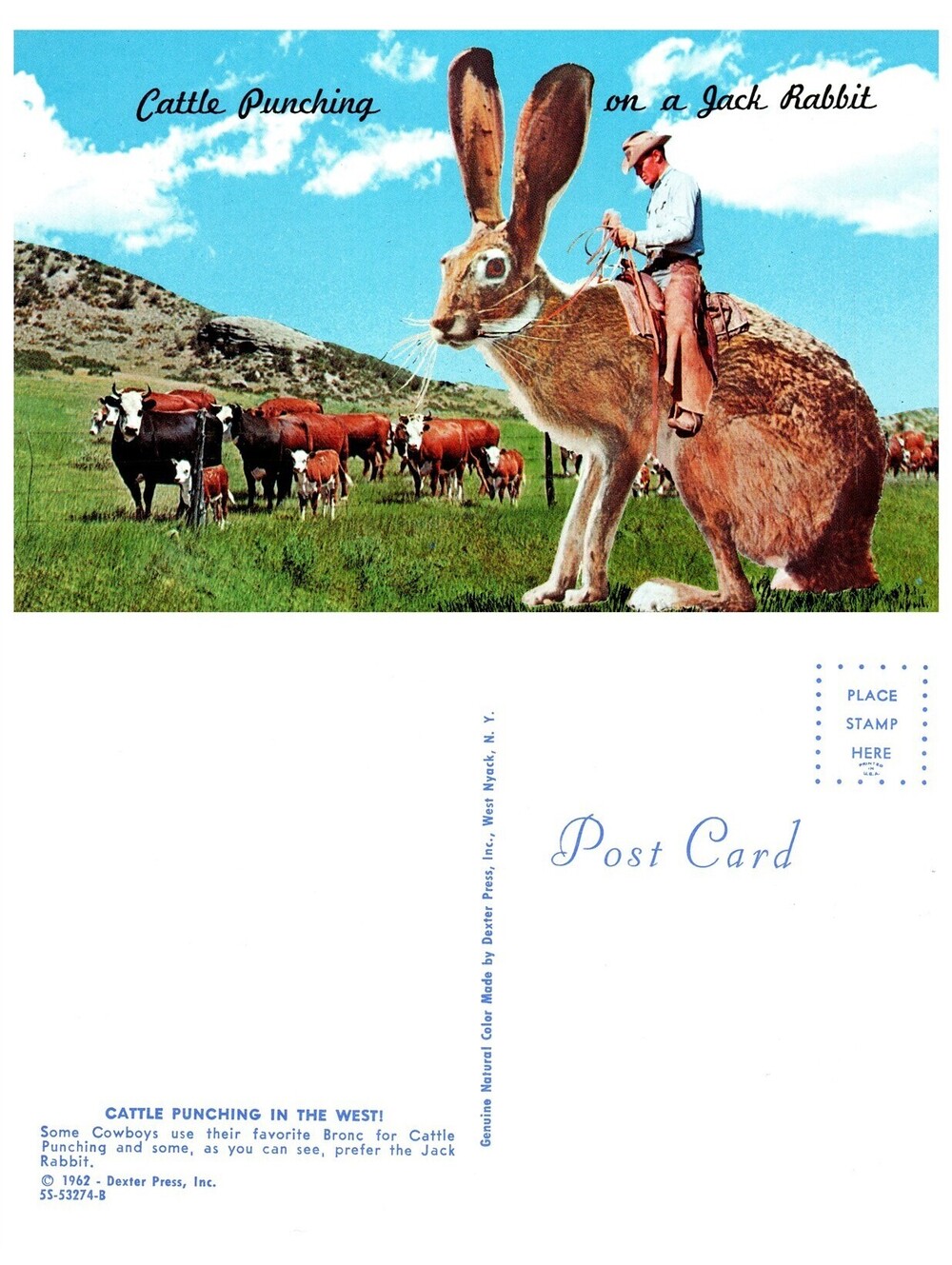 Vintage Postcard Cattle Punching on a Jack Rabbit Western Humor Old Stock